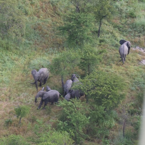 African Savanna Elephant photographed in Chad