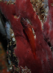 Tripterygion melanurus