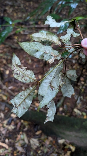 Image of White Booyong (Argyrodendron trifoliolatum) by no rights reserved