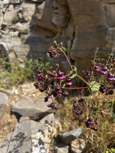 Calceolaria purpurea (Calceolaria purpurea)