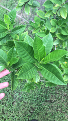 Gardenia jasminoides