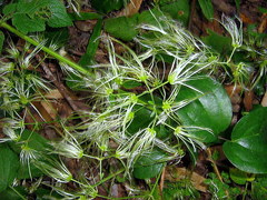 Clematis brasiliana