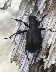 Calosoma alternans