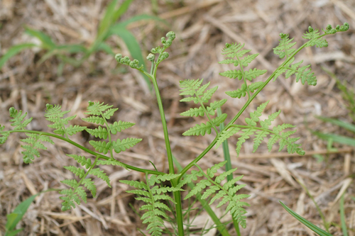 Image of Pteridium latiusculum by (c) WATANABE Hitoshi 渡辺仁, some rights reserved (CC BY)
