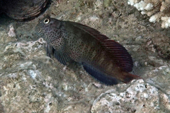 Hutchin's Blenny photo 3