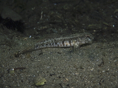 Gobius ophiocephalus