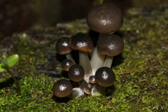 Mycena mulawaestris