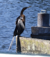 Anhinga anhinga