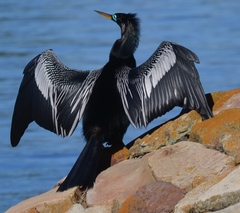 Anhinga anhinga