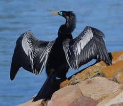 Anhinga anhinga