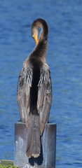 Anhinga anhinga