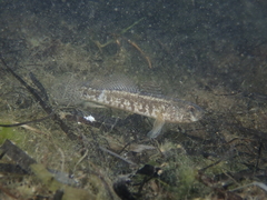 Gobius ophiocephalus