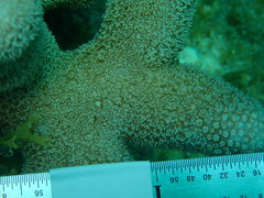 Porites porites