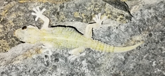 Tarentola angustimentalis
