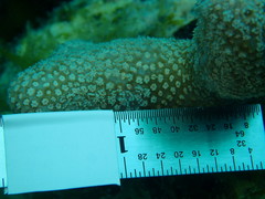 Porites porites