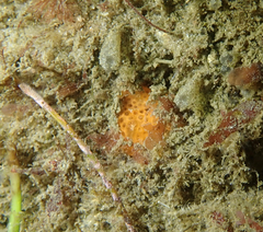 Distaplia occidentalis