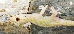 Tarentola angustimentalis