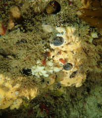 Didemnum carnulentum