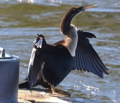 Anhinga anhinga