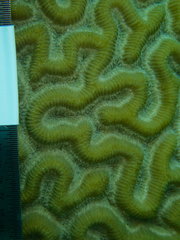 Pseudodiploria strigosa