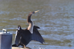 Anhinga anhinga