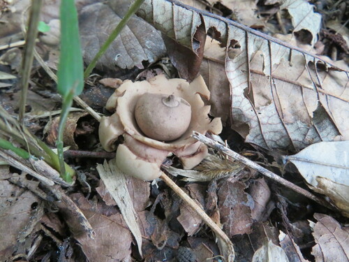 Geastrum triplex