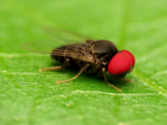 Lindneromyia flavicornis