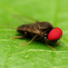 Lindneromyia - Photo (c) Katja Schulz, alguns direitos reservados (CC BY)