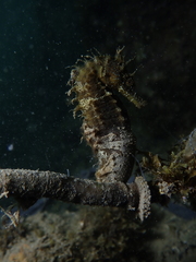 Hippocampus guttulatus