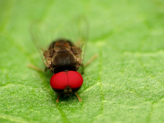 Lindneromyia flavicornis