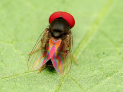 Lindneromyia flavicornis