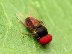 Lindneromyia flavicornis