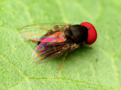 Lindneromyia flavicornis