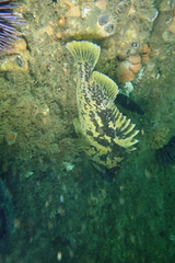 Sebastes chrysomelas