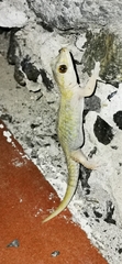 Tarentola angustimentalis