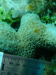 Porites porites