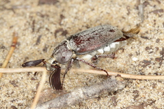 Melolontha papposa