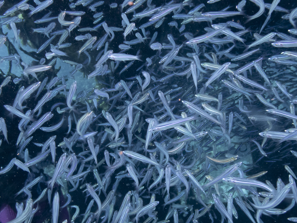 Little-eye round herring