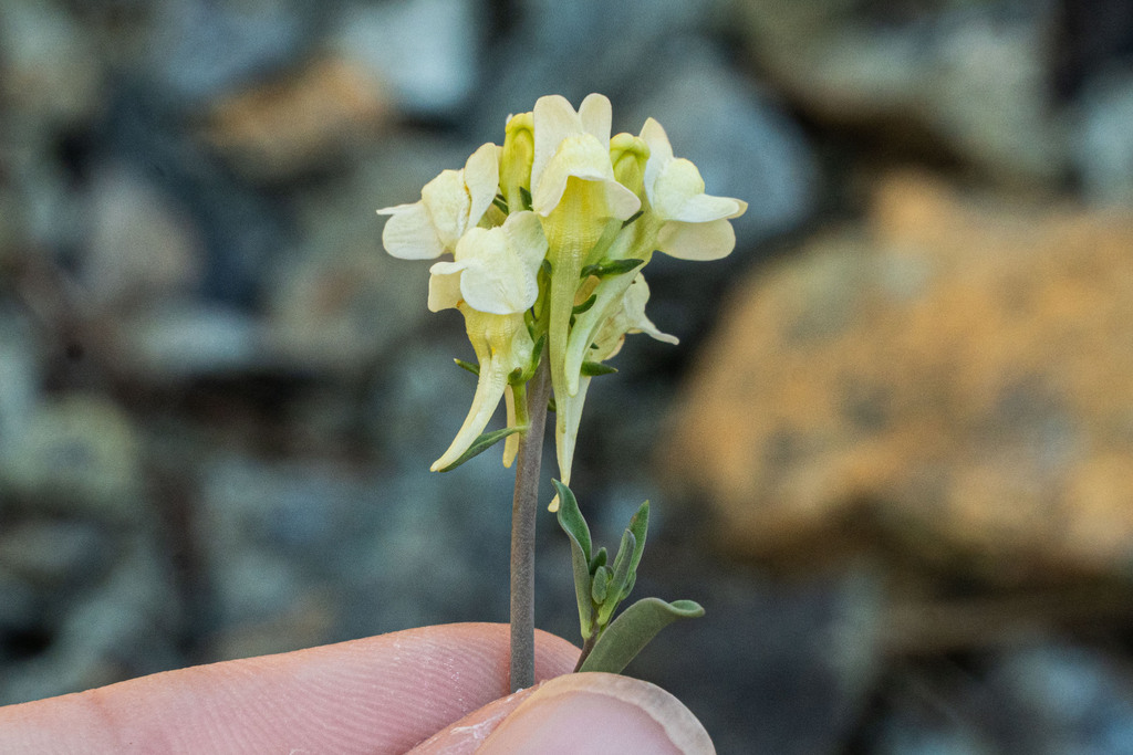 Linaria rubioides