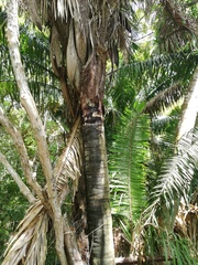 Attalea rostrata