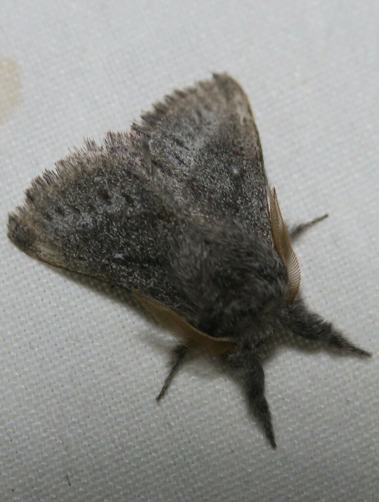Trichiurana
