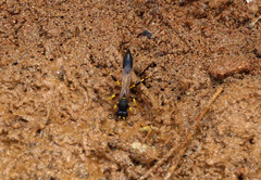 Sceliphron destillatorium