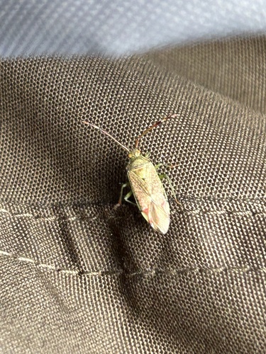 Hazel bug, Groenedijk, Slochteren, Groningen, NL, photo 8 of 10