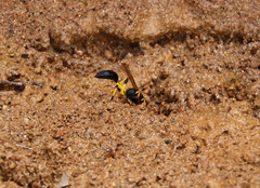 Sceliphron destillatorium