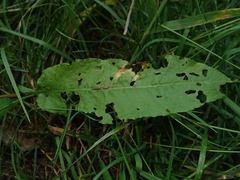 Rumex sanguineus