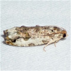 Proteoteras naracana