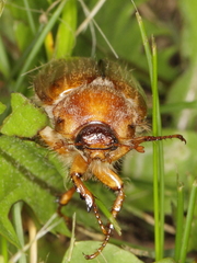 Amphimallon solstitiale