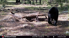 Ursus americanus machetes