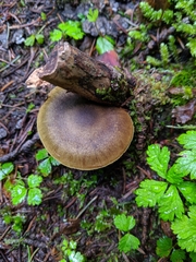 Cortinarius clandestinus