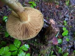 Cortinarius clandestinus